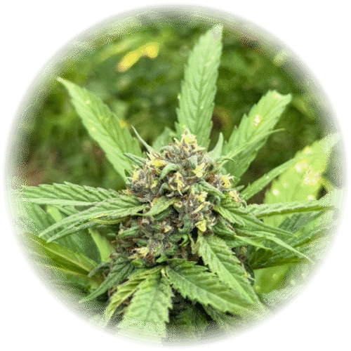 Durban poison - (😊Sativa)